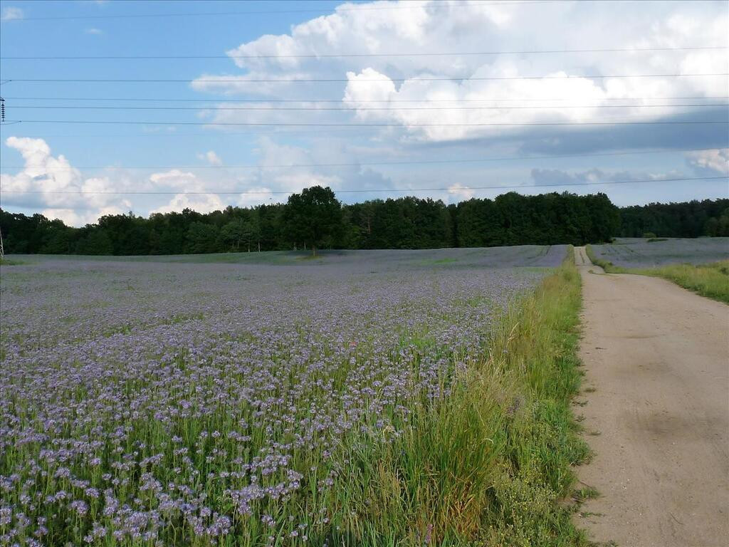 Działka Sprzedaż Szeplerzyzna 1