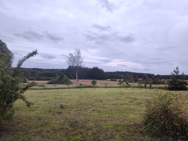 Działka Sprzedaż Bornice 6