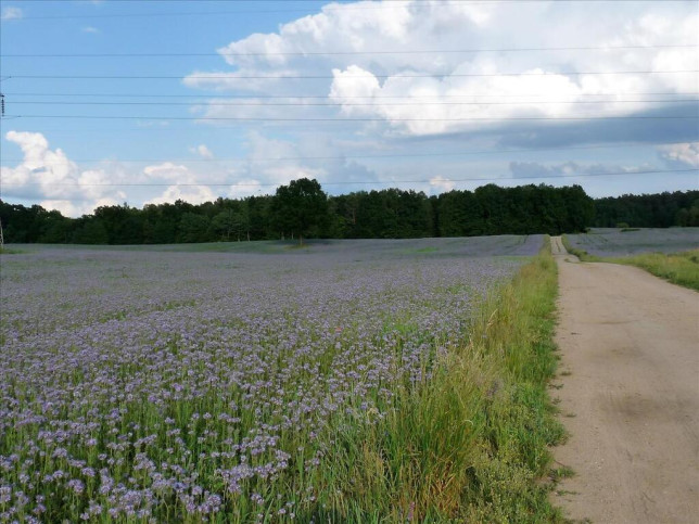 Działka Sprzedaż Szeplerzyzna 1