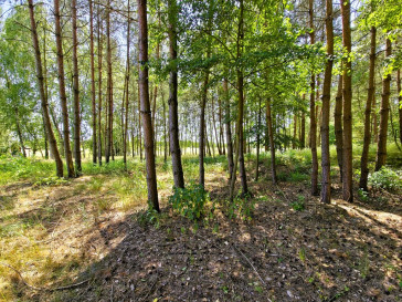 Działka Sprzedaż Skarlin